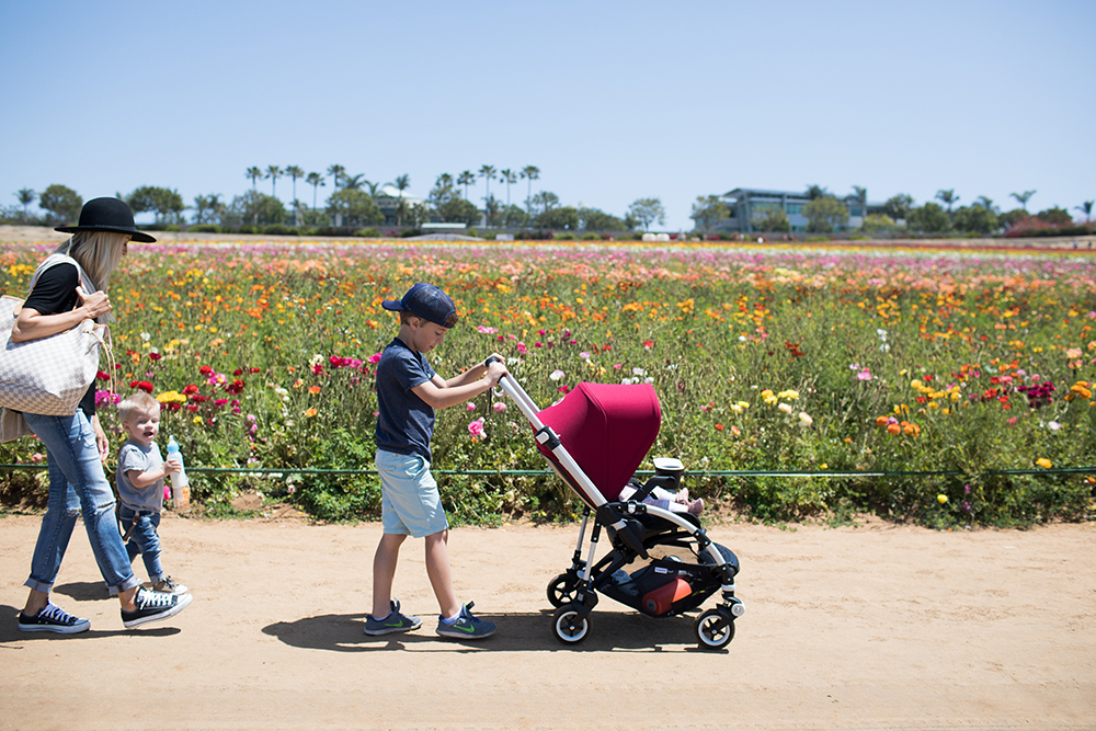 Kailee Wright_Bugaboo Bee 5 Flower Fields