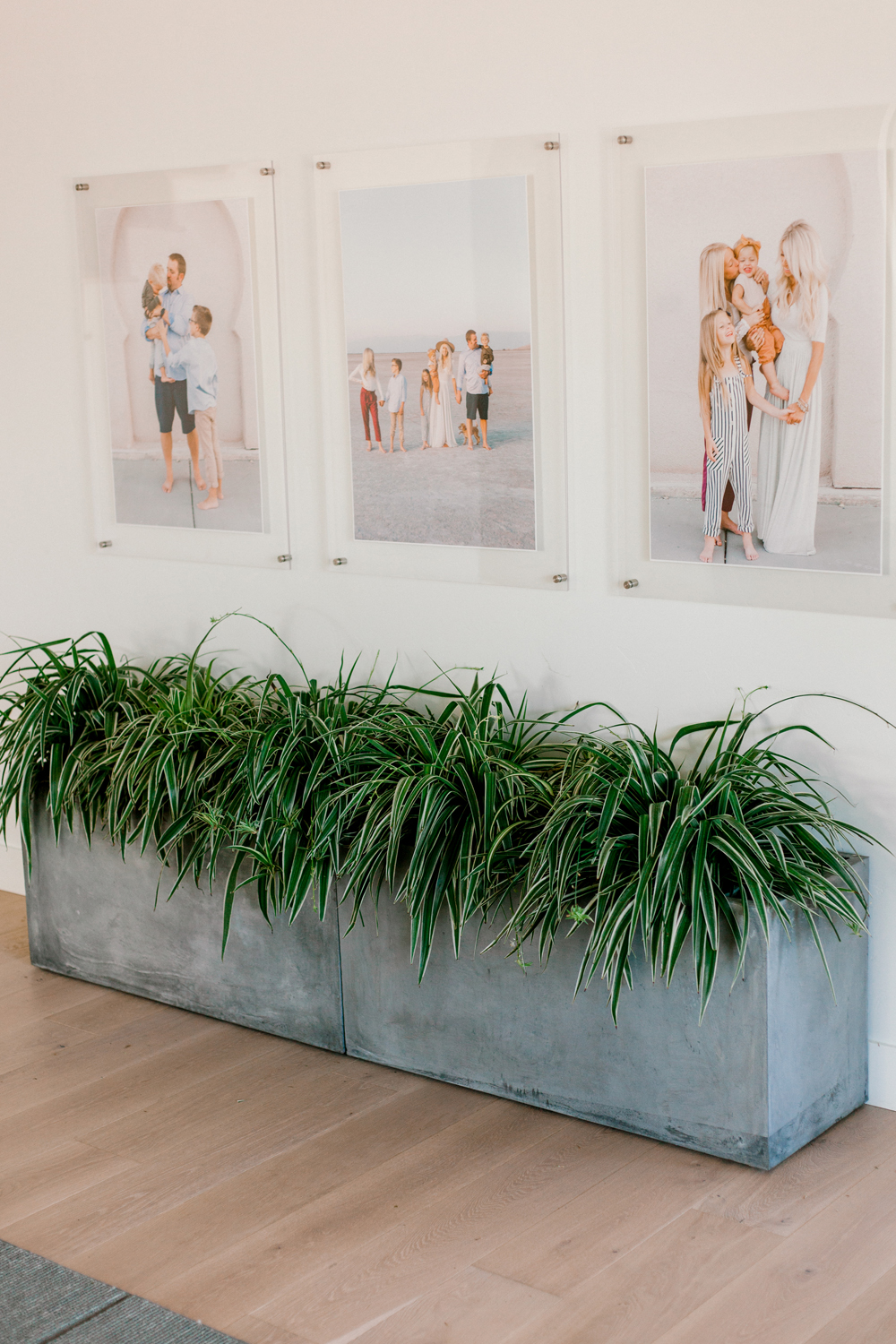 Kailee Wright Adding Plants and Greenery to your Home