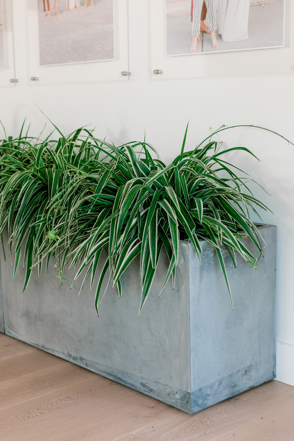 Kailee Wright Adding Plants and Greenery to your Home